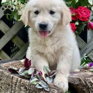 Leon, Golden Retriever Puppy
