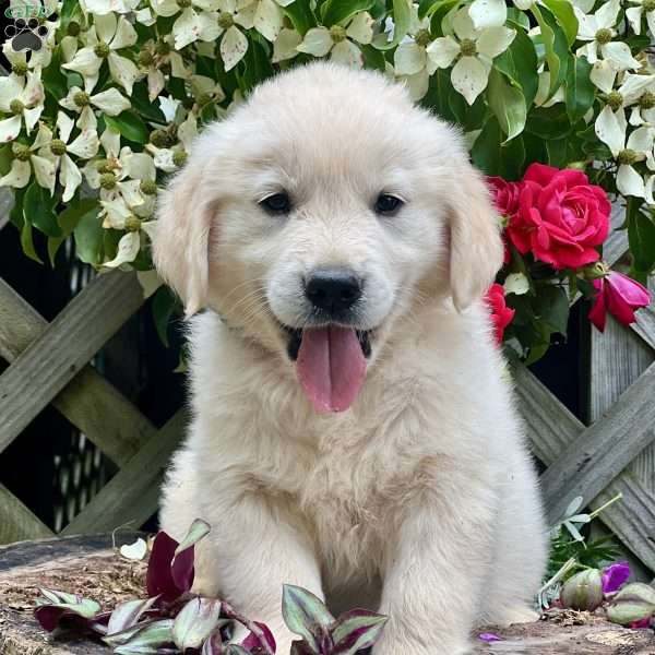 Leon, Golden Retriever Puppy