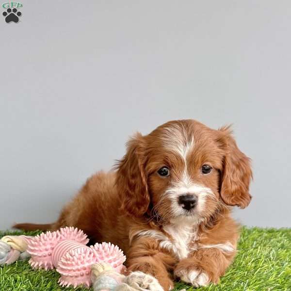 Sasha, Cavapoo Puppy