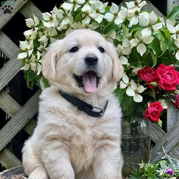 Lynn, Golden Retriever Puppy