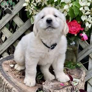 Luke, Golden Retriever Puppy