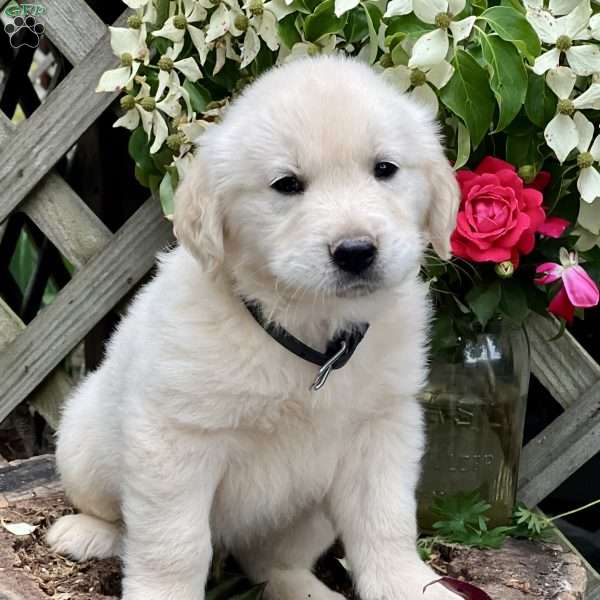 Luke, Golden Retriever Puppy