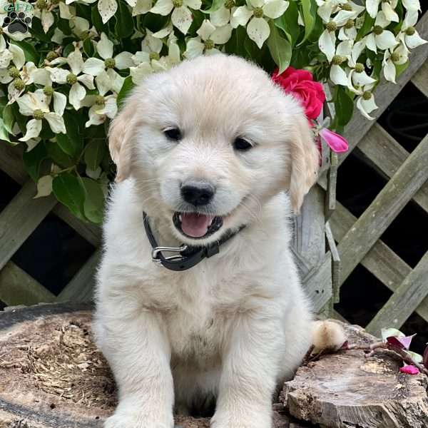 Little Squirt, Golden Retriever Puppy