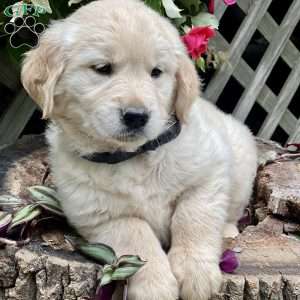 Lollipup, Golden Retriever Puppy