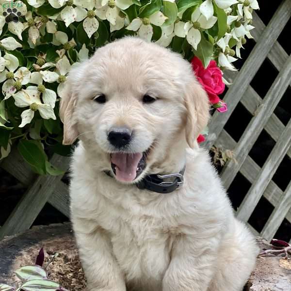Lollipup, Golden Retriever Puppy