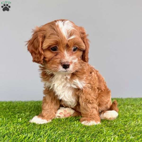 Milo, Cavapoo Puppy