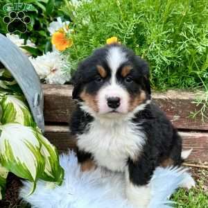 Fern, Bernese Mountain Dog Puppy