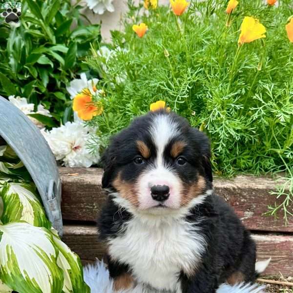 Fern, Bernese Mountain Dog Puppy