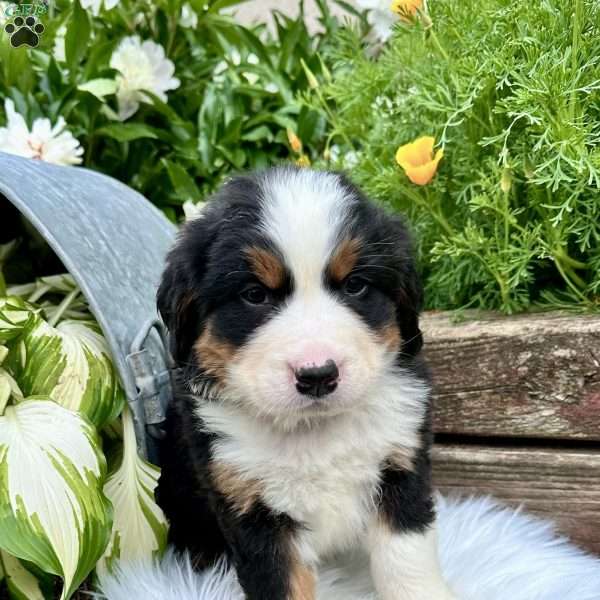 Ana, Bernese Mountain Dog Puppy