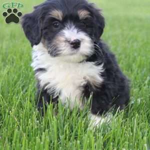 Saul, Mini Bernedoodle Puppy