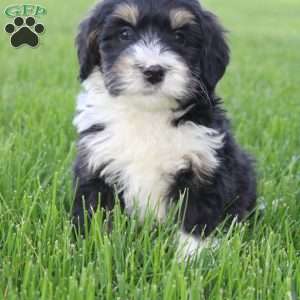 Saul, Mini Bernedoodle Puppy