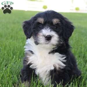 Saul, Mini Bernedoodle Puppy