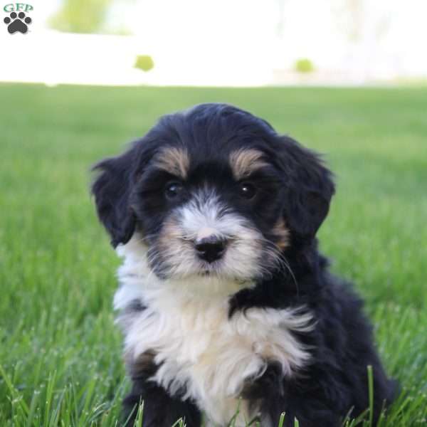 Saul, Mini Bernedoodle Puppy