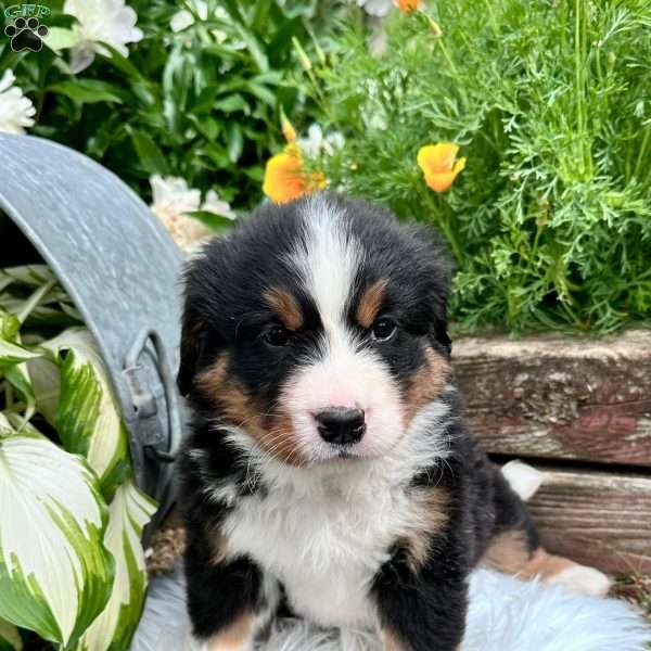 Tink, Bernese Mountain Dog Puppy