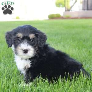 Saul, Mini Bernedoodle Puppy
