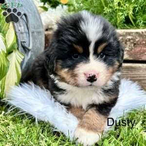Dusty, Bernese Mountain Dog Puppy