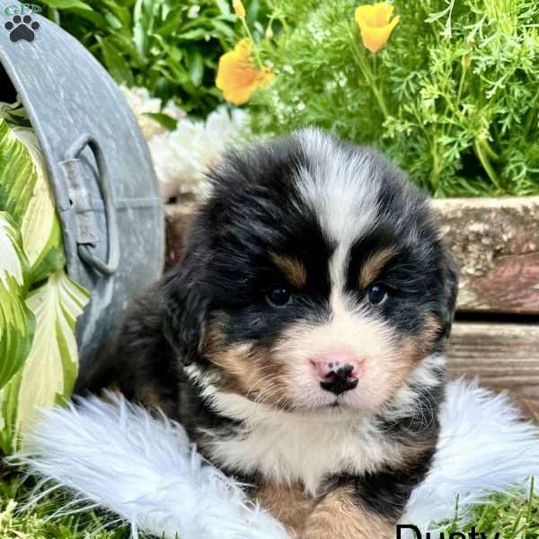 Dusty, Bernese Mountain Dog Puppy
