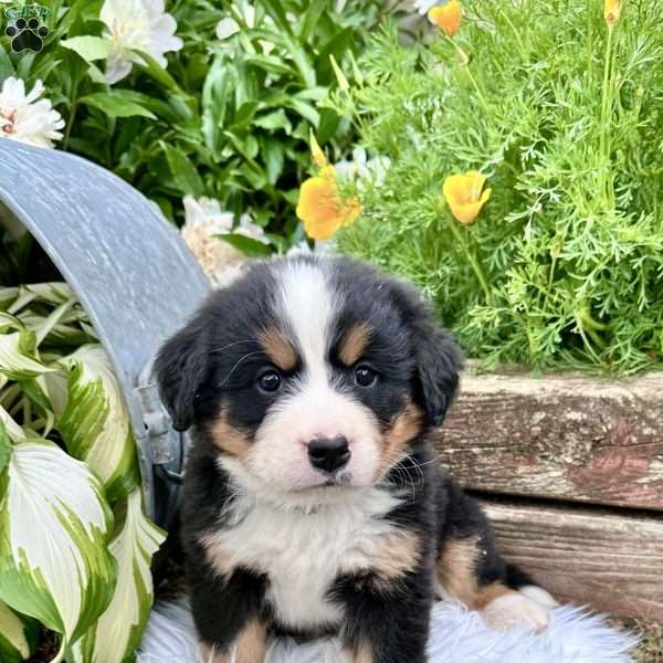 Pixie, Bernese Mountain Dog Puppy