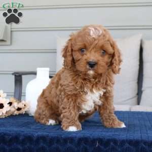Drake, Cavapoo Puppy