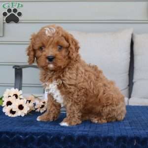Drake, Cavapoo Puppy