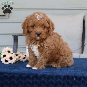 Drake, Cavapoo Puppy