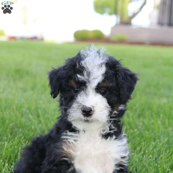 Kai, Mini Bernedoodle Puppy