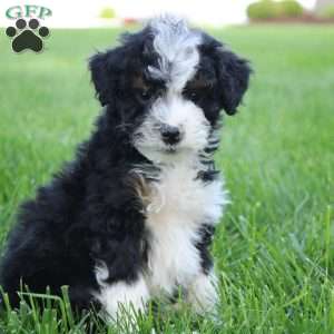Kai, Mini Bernedoodle Puppy