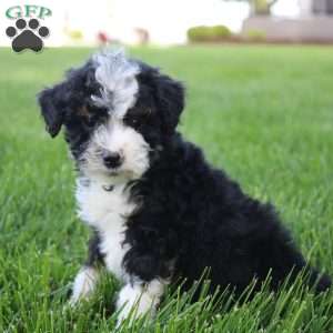 Kai, Mini Bernedoodle Puppy