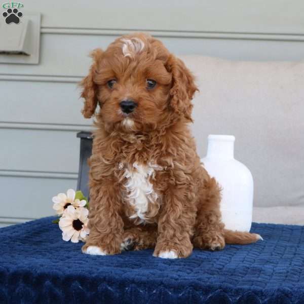 Drake, Cavapoo Puppy