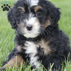 Emma, Mini Bernedoodle Puppy