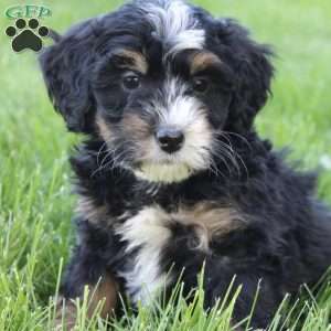 Emma, Mini Bernedoodle Puppy