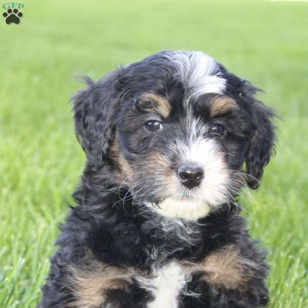 Emma, Mini Bernedoodle Puppy