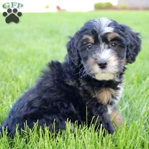 Emma, Mini Bernedoodle Puppy