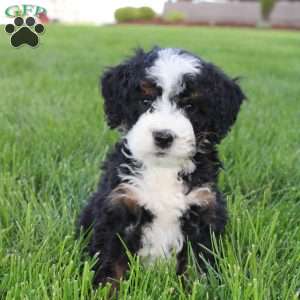 Jade, Mini Bernedoodle Puppy