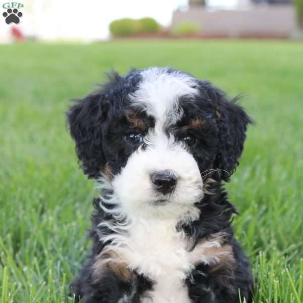 Jade, Mini Bernedoodle Puppy