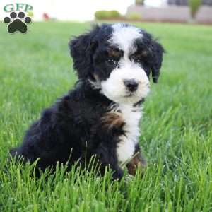 Jade, Mini Bernedoodle Puppy
