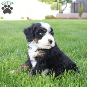 Jade, Mini Bernedoodle Puppy