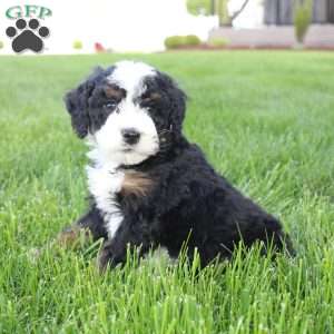Jade, Mini Bernedoodle Puppy