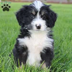 Sadie, Mini Bernedoodle Puppy