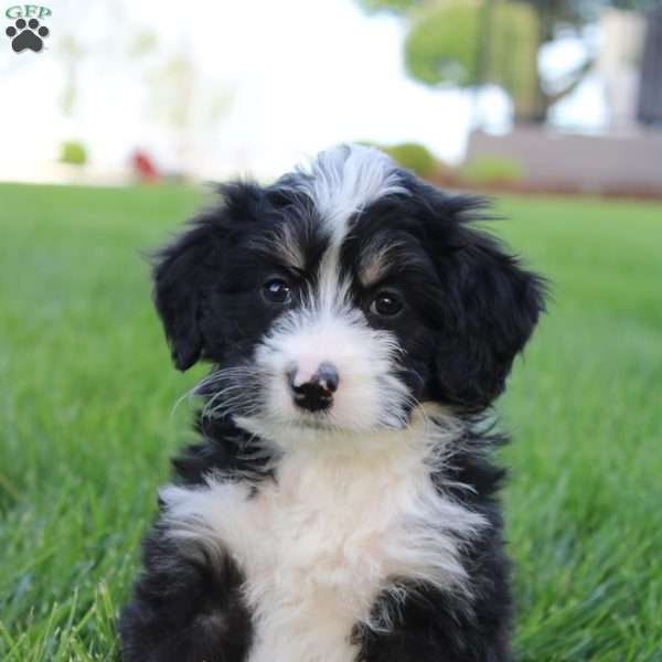 Sadie, Mini Bernedoodle Puppy