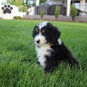 Sadie, Mini Bernedoodle Puppy