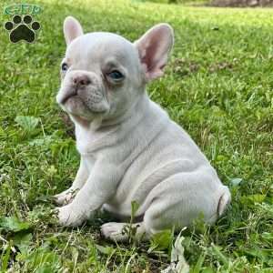 Millie, French Bulldog Puppy