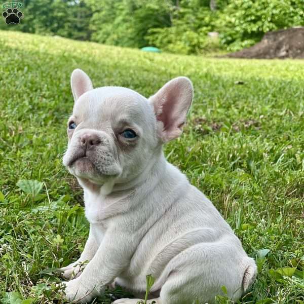 Millie, French Bulldog Puppy