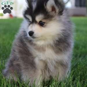 Wyatt, Pomsky Puppy