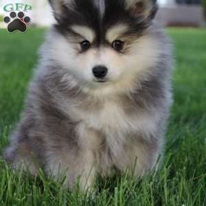 Wyatt, Pomsky Puppy