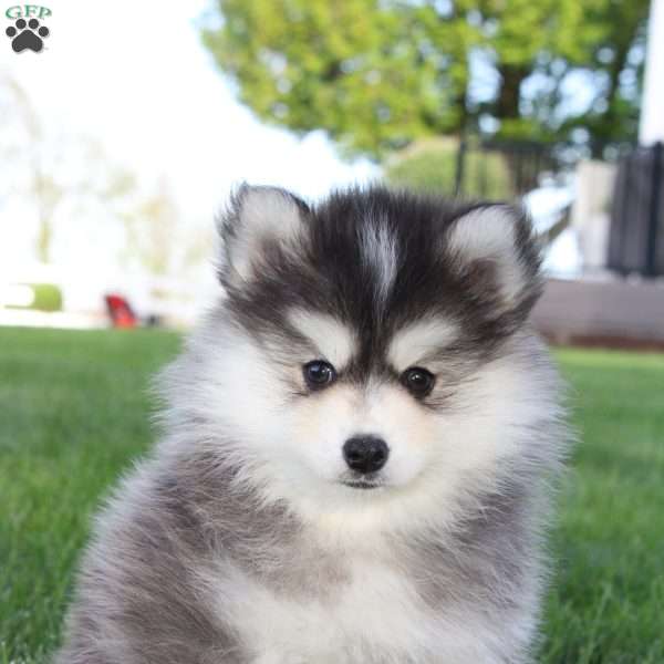 Wyatt, Pomsky Puppy