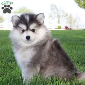 Wyatt, Pomsky Puppy