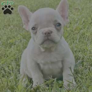 Millie, French Bulldog Puppy