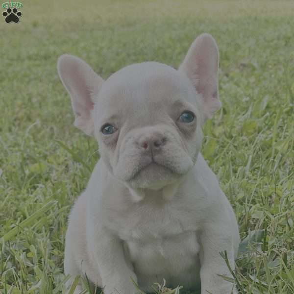 Millie, French Bulldog Puppy