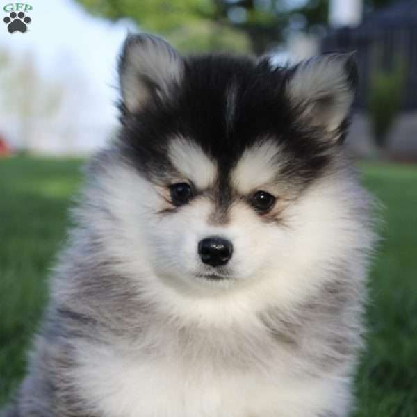 Saul, Pomsky Puppy